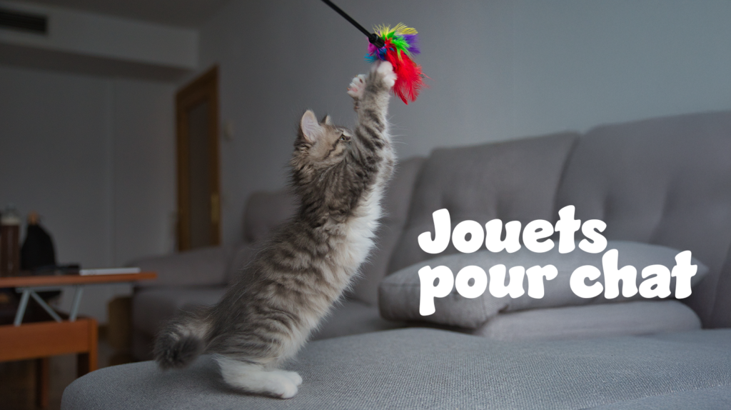 jouet pour chat